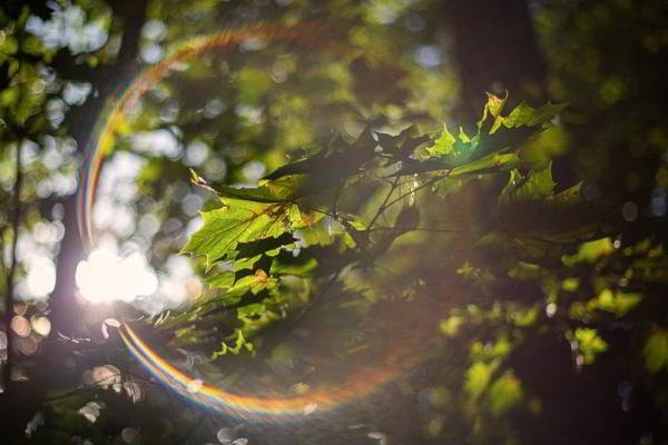 Обзор объективов YongNuo 50 mm F1.8 II и YN50mm F1.4: китайское — не значит худшее