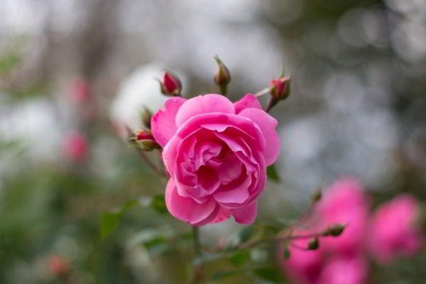 Обзор объективов YongNuo 50 mm F1.8 II и YN50mm F1.4: китайское — не значит худшее