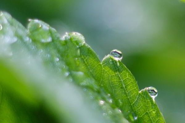 Обзор объективов YongNuo 50 mm F1.8 II и YN50mm F1.4: китайское — не значит худшее