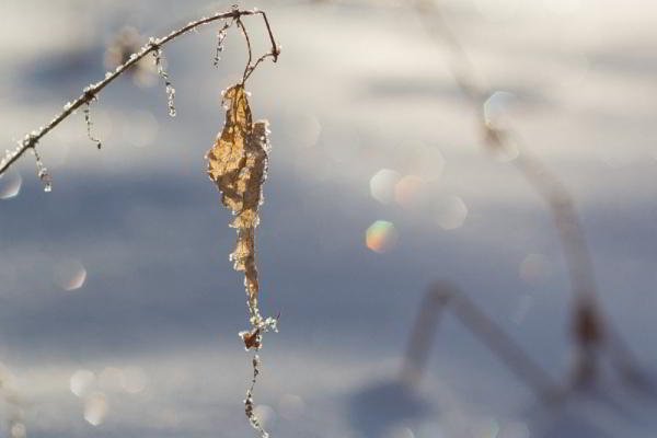 Обзор объективов YongNuo 50 mm F1.8 II и YN50mm F1.4: китайское — не значит худшее